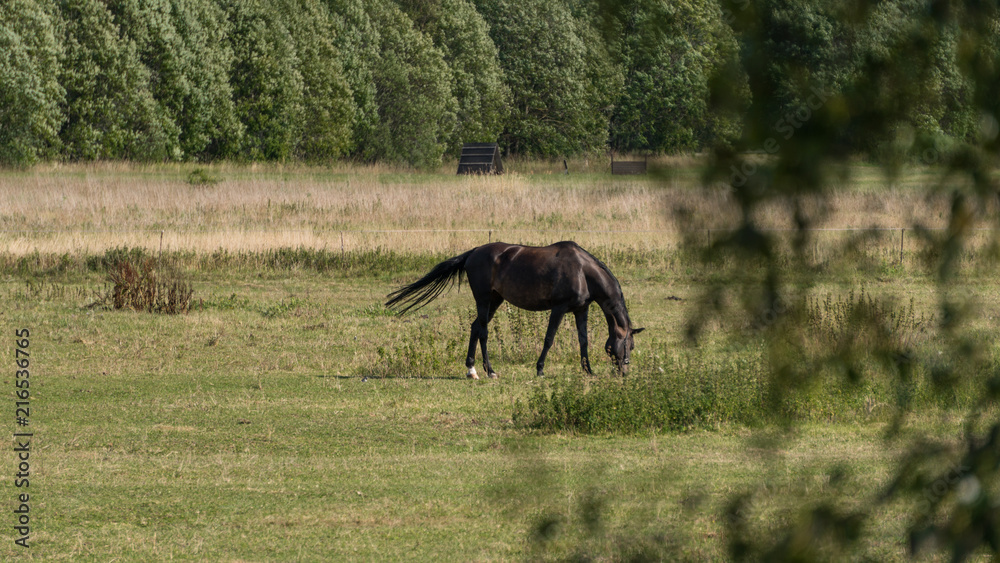Horses graze and eat grass on a green meadow on a farm Horses graze and eat grass on a green meadow on a farm