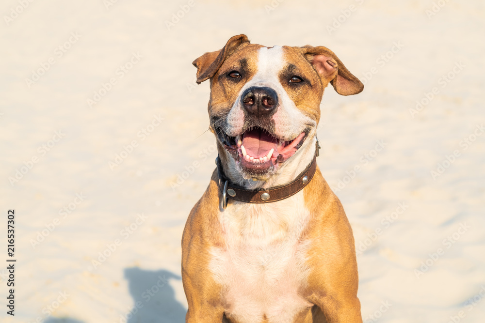 Cheerful kind dog sits in sand outdoors. Cute staffordshire terrier puppy in sandy beach or desert on hot summer day