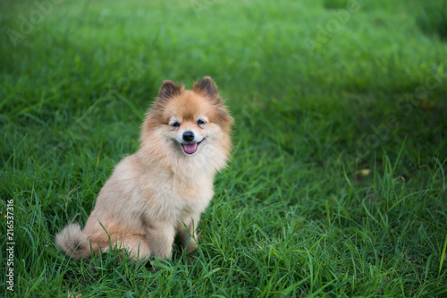 Pomeranian dog smiling at meadow