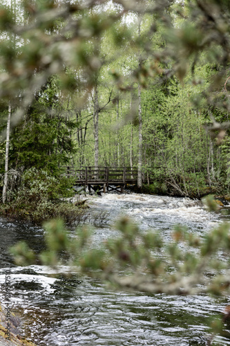Stream in finland in the woods