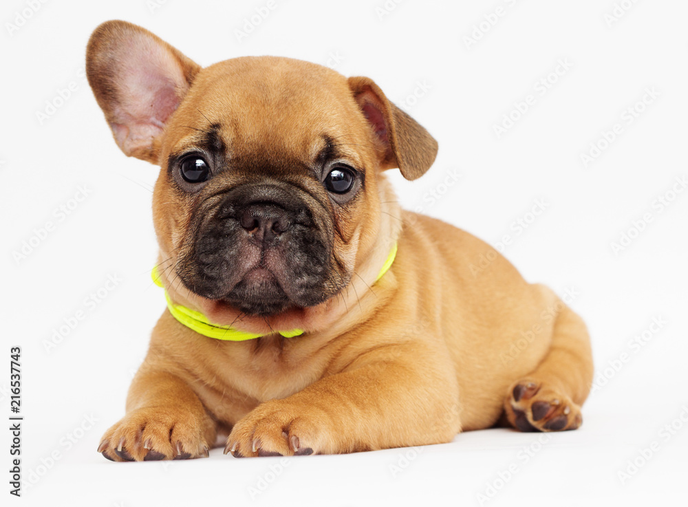 Obraz premium cute puppy of a French bulldog looking at a white background