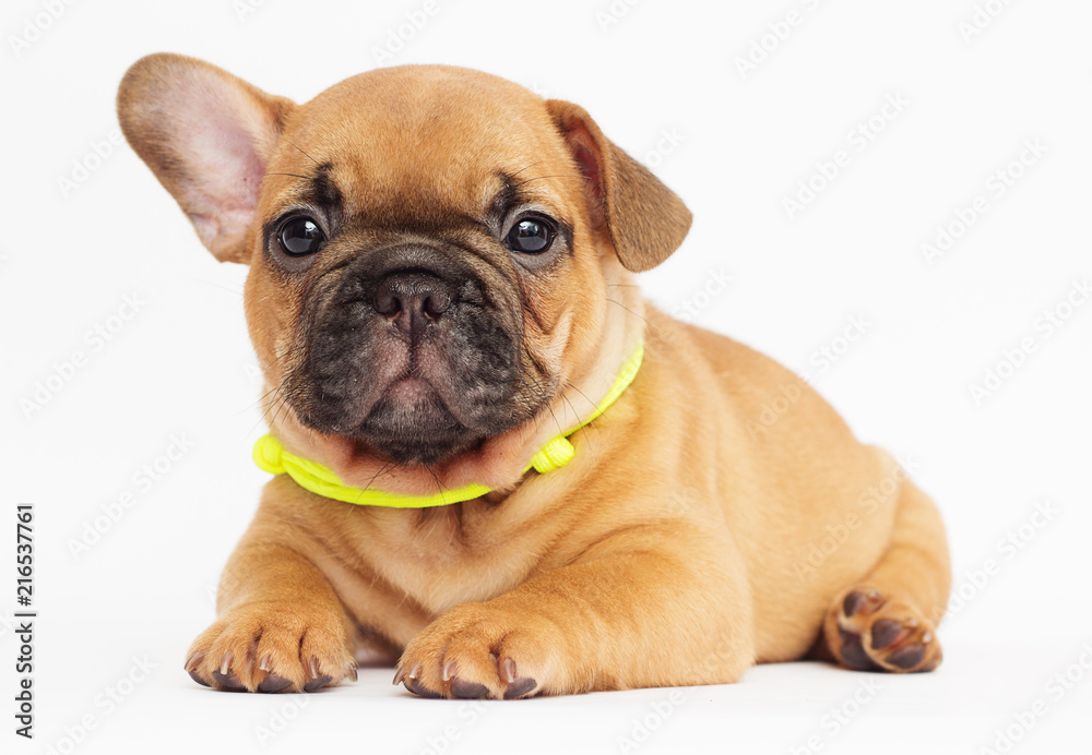 cute puppy of a French bulldog looking at a white background