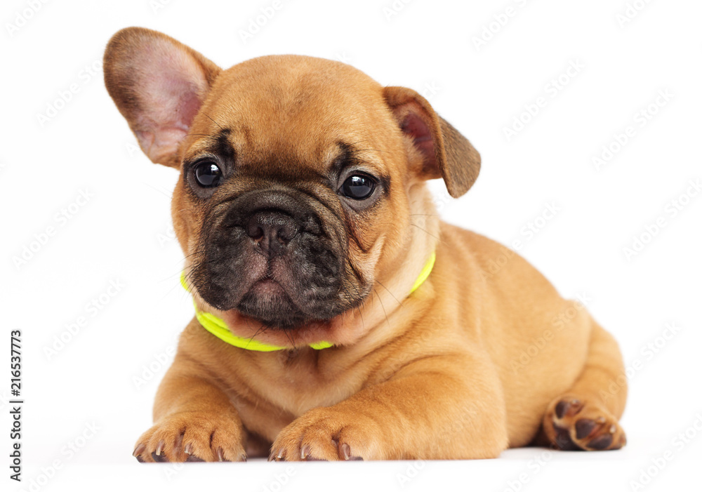 cute puppy of a French bulldog looking at a white background