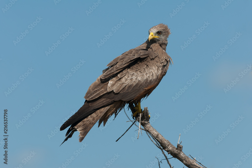 Yellow billed kite isolated on blue bakcground Yellow billed kite isolated on blue bakcground