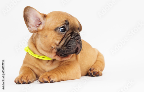 cute puppy of a French bulldog looking at a white background © Happy monkey