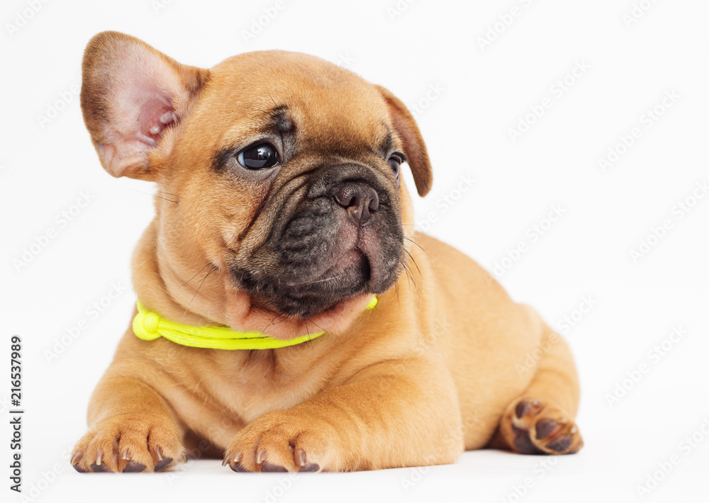 cute puppy of a French bulldog looking