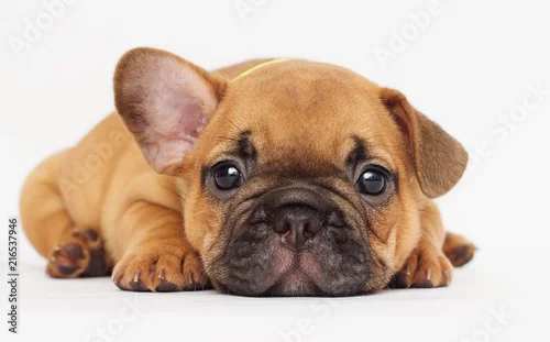 Obraz ładny szczeniak szuka