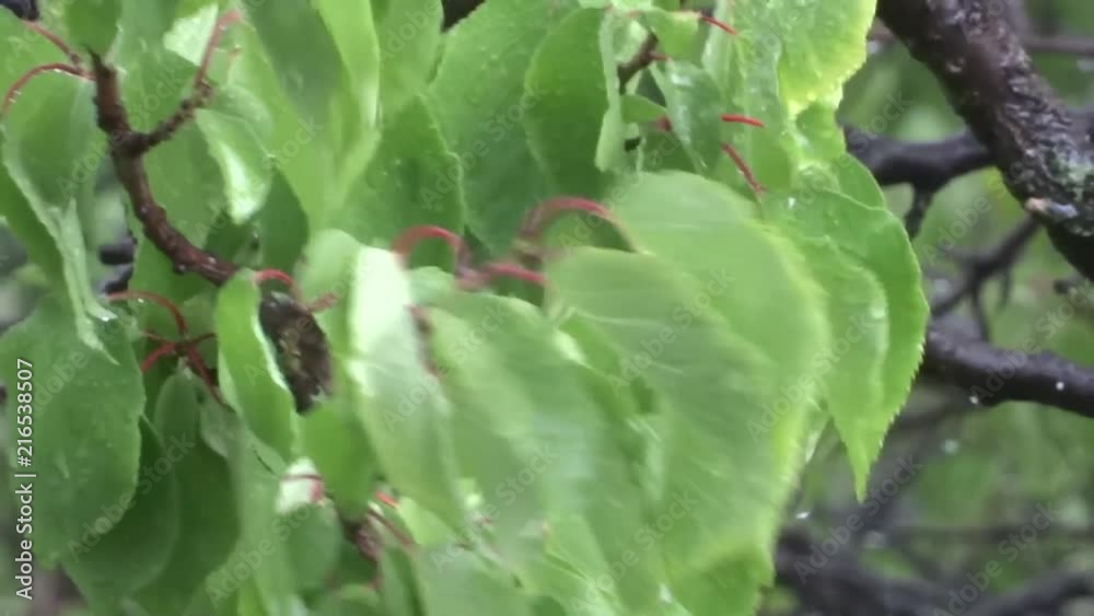Green leaves in the rain. A tree in the rain. Summer shower. Green leaves in the rain. A tree in the rain. Summer shower.