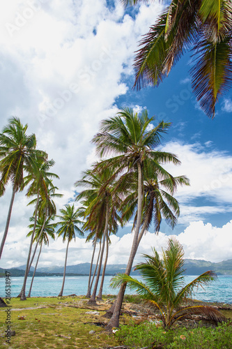 High palm trees on the ocean coast.