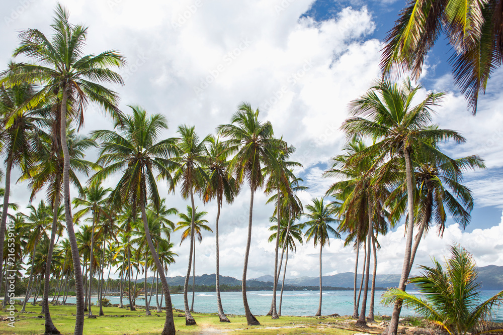 High palm trees on the ocean coast. High palm trees on the ocean coast.