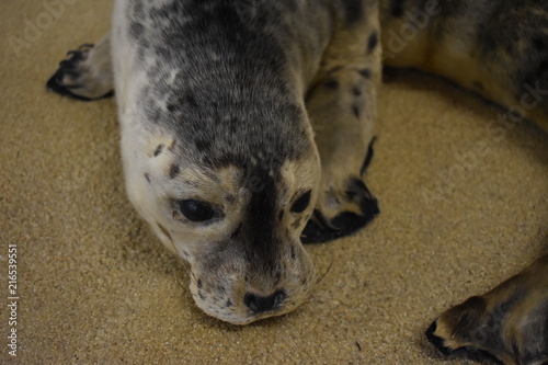 Seehund in Norddeich photo