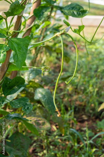 organic yardlong bean planting