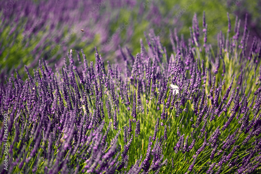 Obraz premium Provence, Lavender field at summer, Valensole Plateau