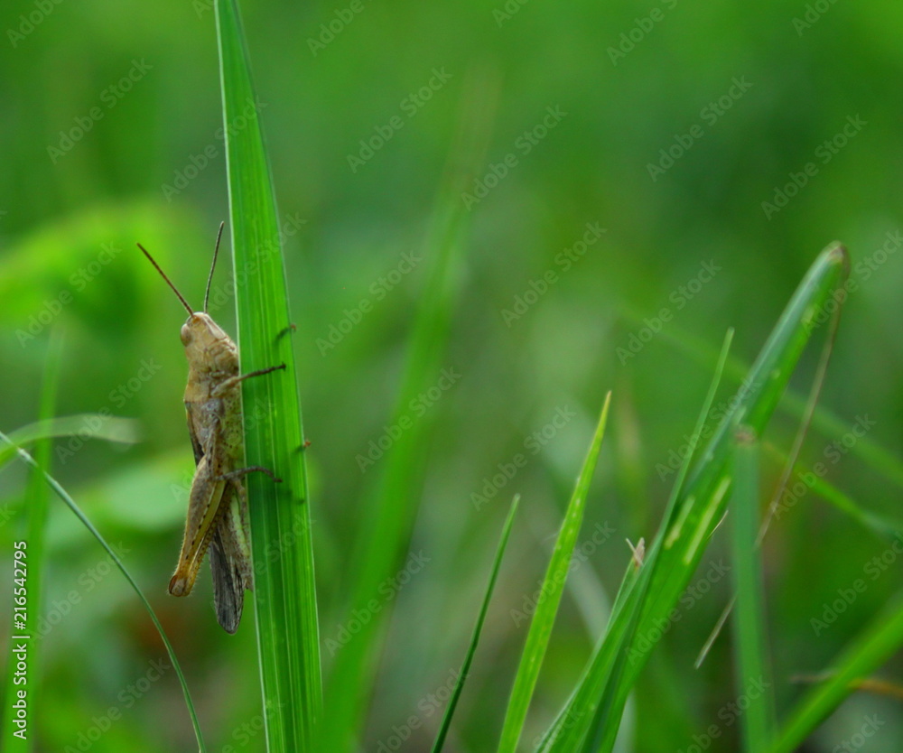 Grasshopper on a blade of grass Grasshopper on a blade of grass