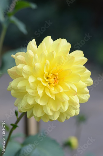 Dahlia