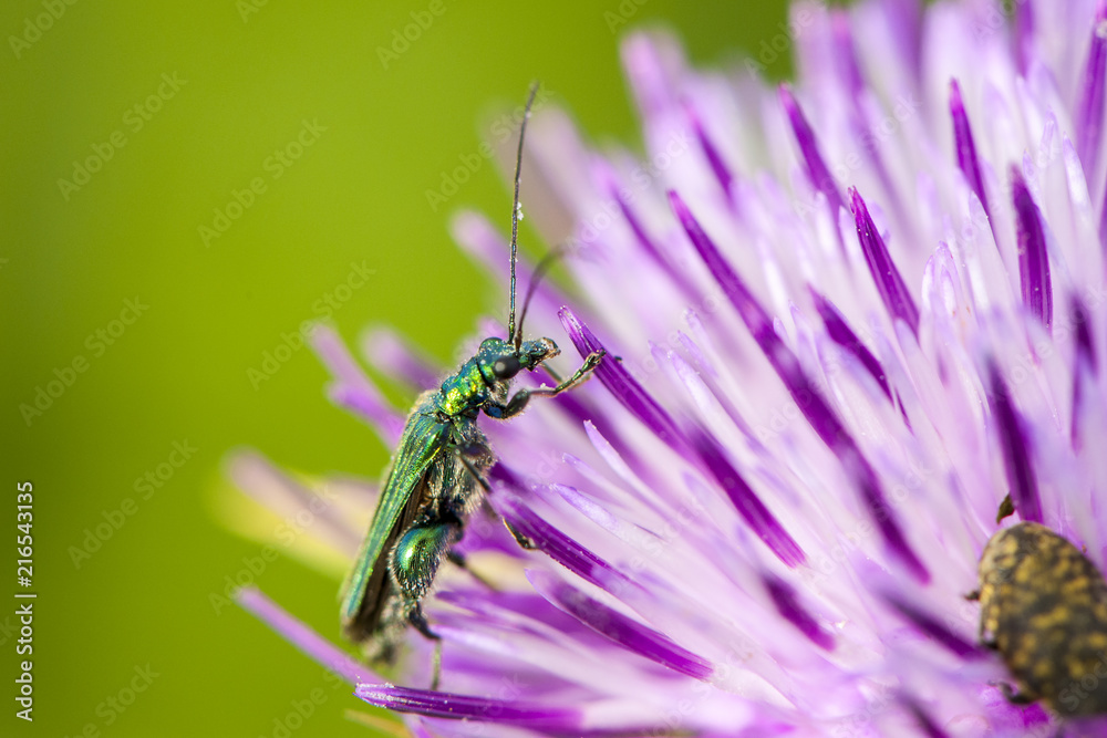 Insect on flower Insect on flower
