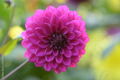 Dahlia