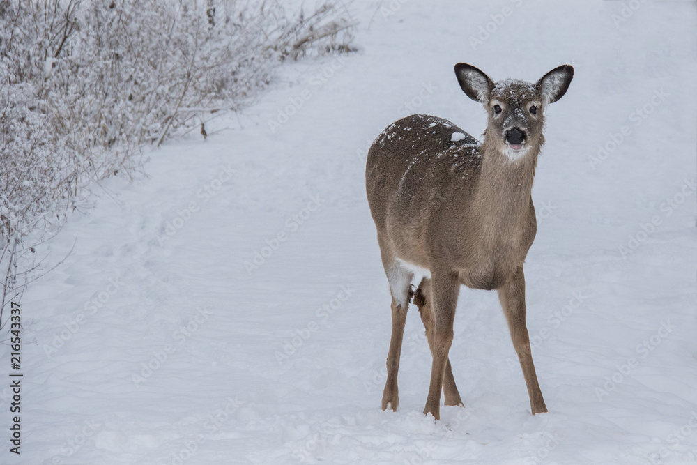 doe deer winter closeup