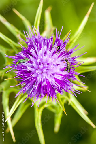 Insects on flower photo