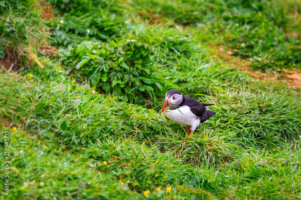 Puffins on Lunga Island