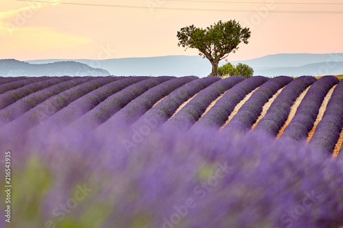 Fototapeta Naklejka Na Ścianę i Meble -  Lavender field summer sunset landscape near Valensole.Provence,F