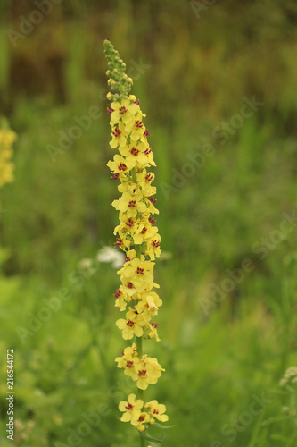 yellow long flower on a meadow