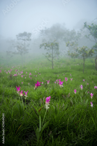 Siam Tulip field in the foggy morning at Pa Hin Ngam National Park, Chaiyaphum, Thailand