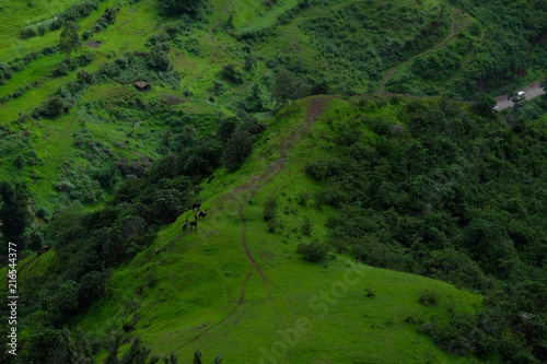 Lush green monsoon nature landscape mountains  hills  Purandar  Pune  Maharashtra  India 