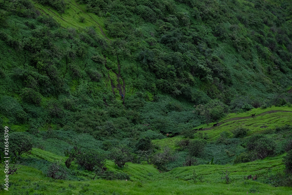 Lush green monsoon nature landscape mountains, hills, Purandar, Pune, Maharashtra, India Lush green monsoon nature landscape mountains, hills, Purandar, Pune, Maharashtra, India