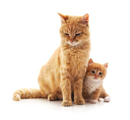 Cat and kitten.