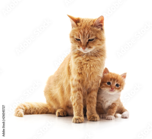 Cat and kitten.