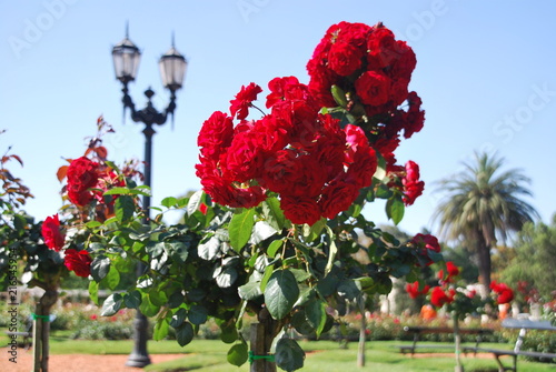 various blossoming red roses at Rosedal rose garden, Buenos Aires photo