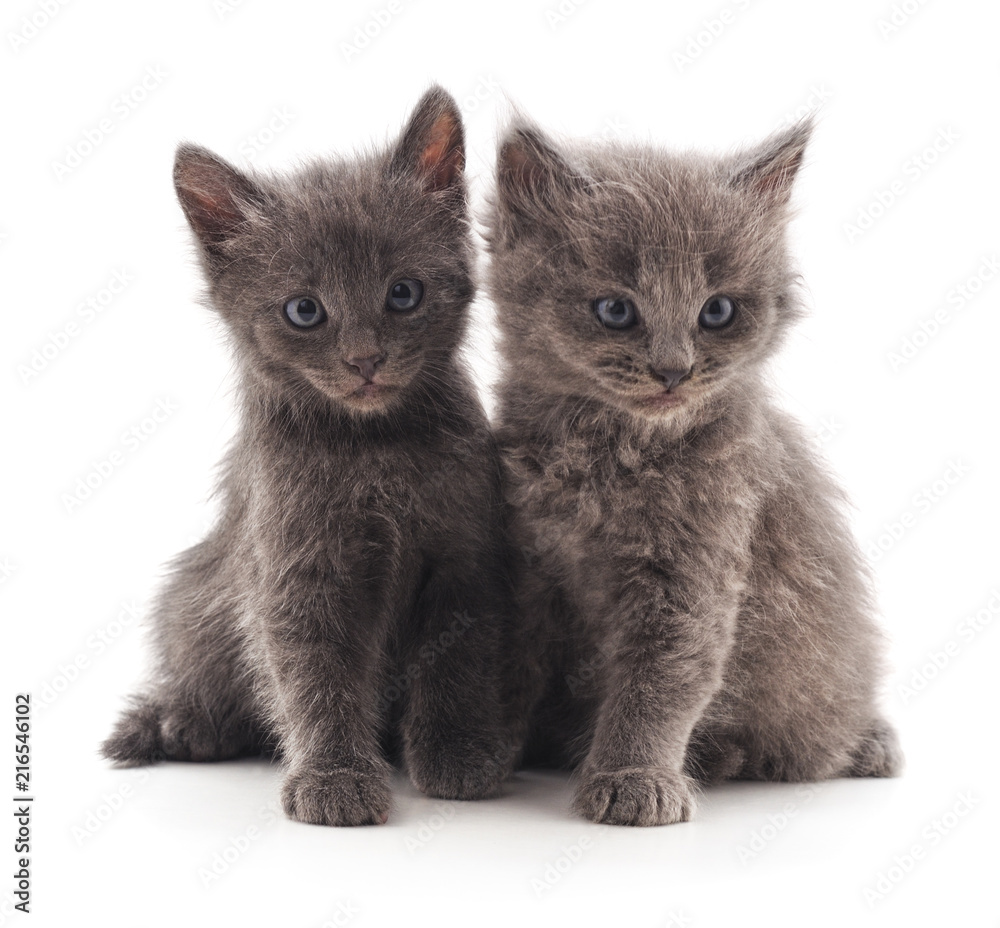 Two gray cat.