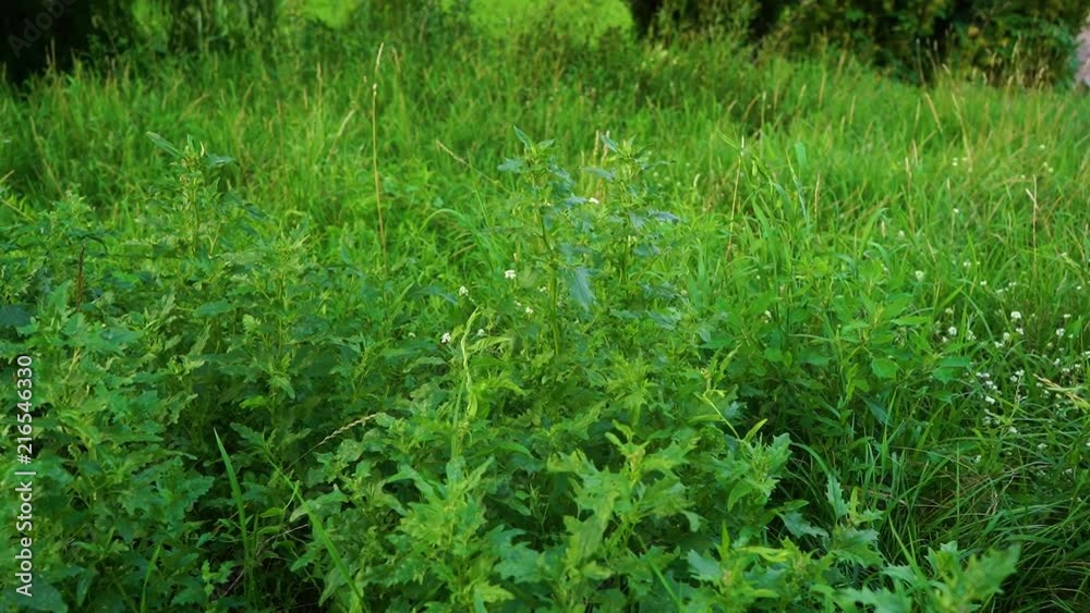 Bright fresh green wild grass background. Real time full hd video footage. Bright fresh green wild grass background. Real time full hd video footage.