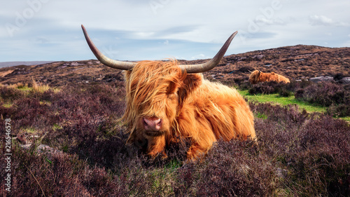 Highland cattle near Applecross photo