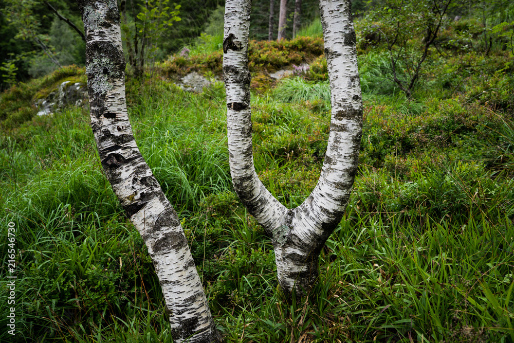 Fototapeta premium The letters IY by trees