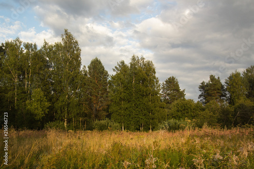 Summer landscape with field and trees