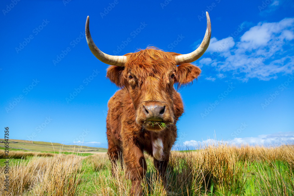 Highland cattle on a meadow near Culkein Highland cattle on a meadow near Culkein
