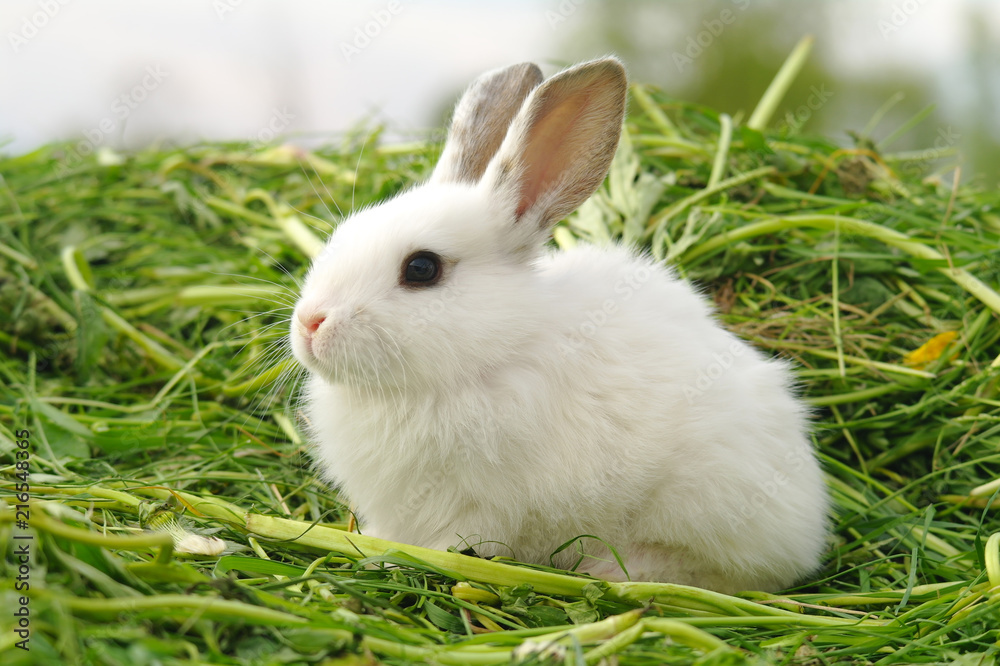 Funny baby white rabbit in grass Funny baby white rabbit in grass