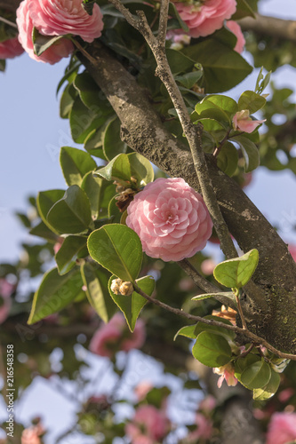 Pink camelia on blue sky in Asukayama park in the Kita district of Tokyo, Japan. photo