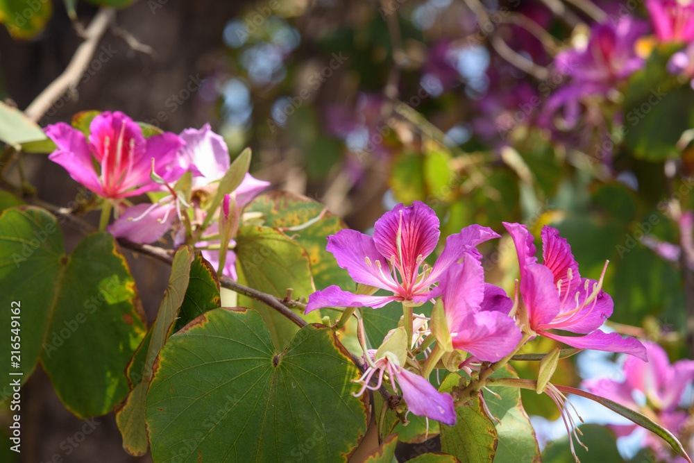 Pink flowers Bauhinia. Orchid tree