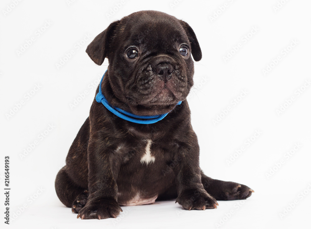 cute puppy looks on white background cute puppy looks on white background