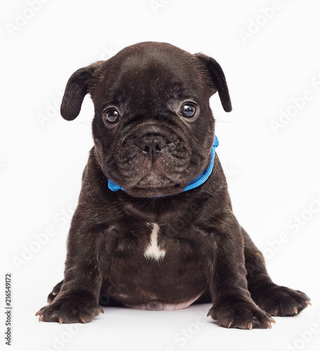 French bulldog cute puppy looks on white background