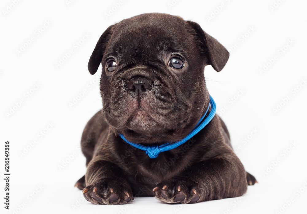 French Bulldog puppy lies on a white background