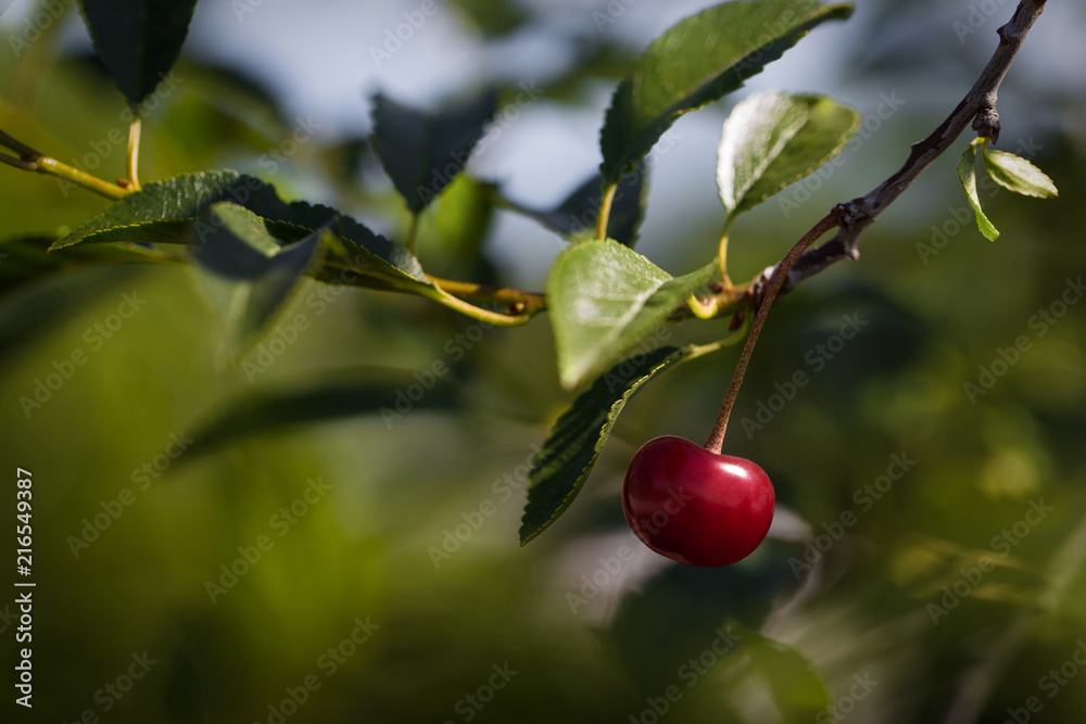 Close-up of maroon cherry, growing on a branch in the garden