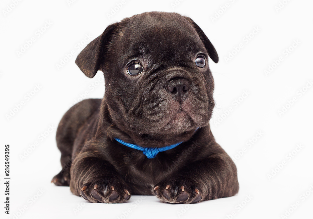 cute puppy of a French bulldog looking at a white background cute puppy of a French bulldog looking at a white background