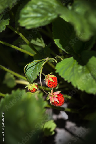 Young strawberry among green leaves