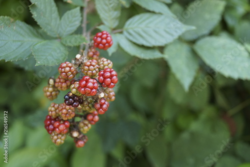 Background with berries - blackberries unripe, colorful fruits