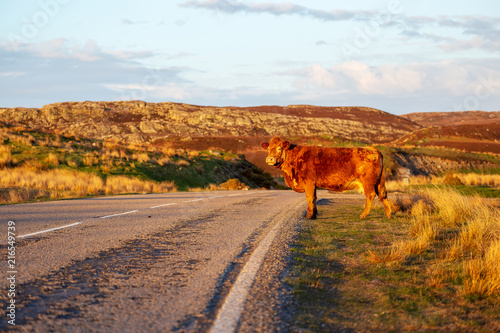Scottish cattle in the highlands photo