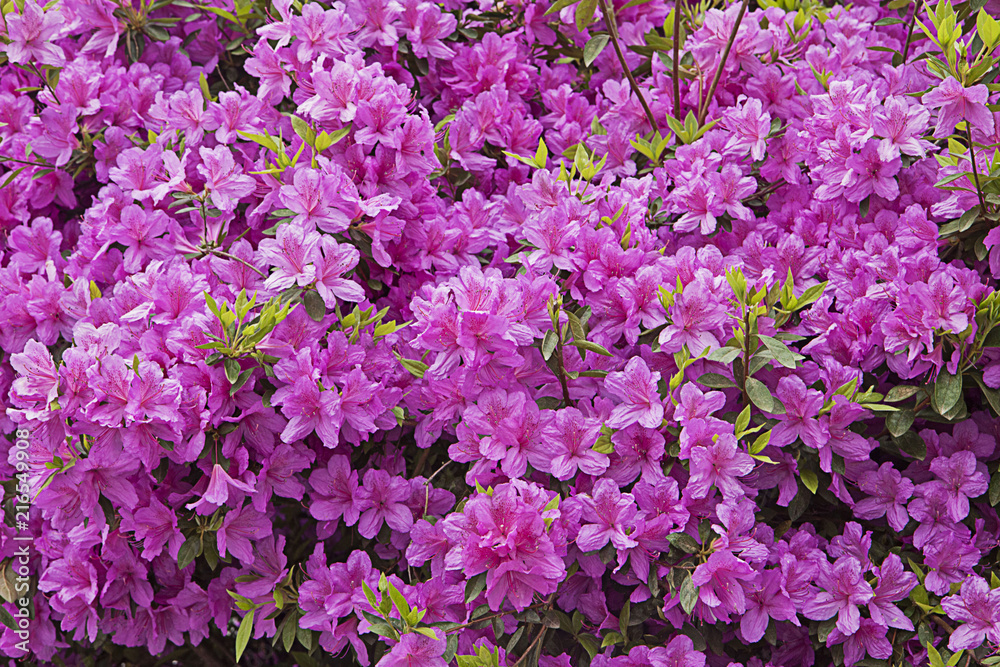 Beautiful rhododendron purple flowers in full bloom in spring, soft focus Beautiful rhododendron purple flowers in full bloom in spring, soft focus